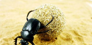 Genetic Researchers Birth “Cyclops” Beetle