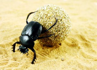 Genetic Researchers Birth “Cyclops” Beetle Genetic Researchers Birth “Cyclops” Beetle