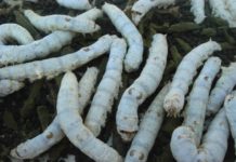 Kraig Biocraft Laboratories Working on New Custom Recombinant Spider Silk with the US Army Kraig Biocraft Laboratories Working on New Custom Recombinant Spider Silk with the US Army