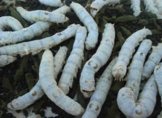 Kraig Biocraft Laboratories Working on New Custom Recombinant Spider Silk with the US Army