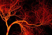 New Study Provides Insights into Regeneration of Blood Vessels