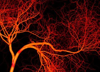 New Study Provides Insights into Regeneration of Blood Vessels