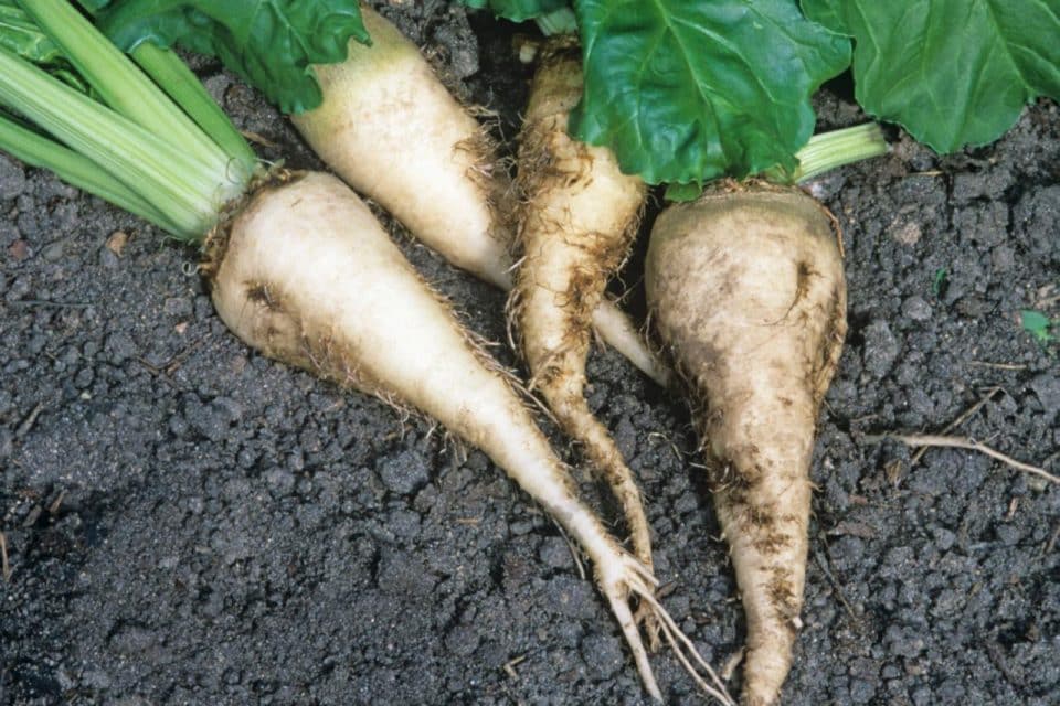 GM Sugar Beet Heads For EU Renewal- Latest News