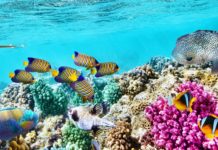Resilient Corals Provide a Glimmer of Hope to the Great Barrier Reef Resilient Corals Provide a Glimmer of Hope to the Great Barrier Reef
