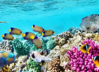 Resilient Corals Provide a Glimmer of Hope to the Great Barrier Reef Resilient Corals Provide a Glimmer of Hope to the Great Barrier Reef