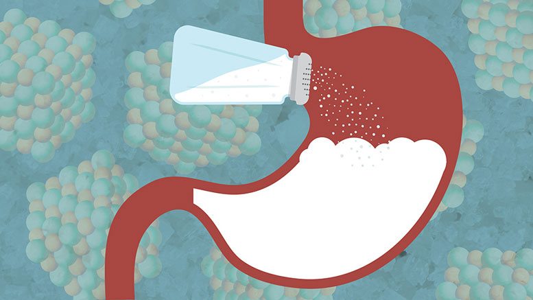 Gut Bacteria Are Sensitive To Salt, Study Says