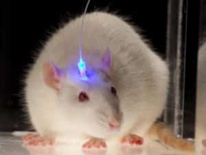 Brain’s Alertness Attributable to Ancestral Circuitry