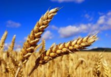 What’s in Your Wheat? Scientists Piece Together the Wheat Genome Puzzle Biotechnology JRF Posts