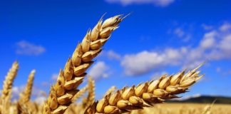 Biotechnology JRF Posts