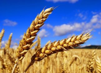 What’s in Your Wheat? Scientists Piece Together the Wheat Genome Puzzle Biotechnology JRF Posts