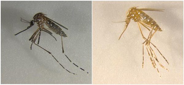 Scientists Design CRISPR/Cas9-edited, Self-Destructible Transgenic Mosquitoes