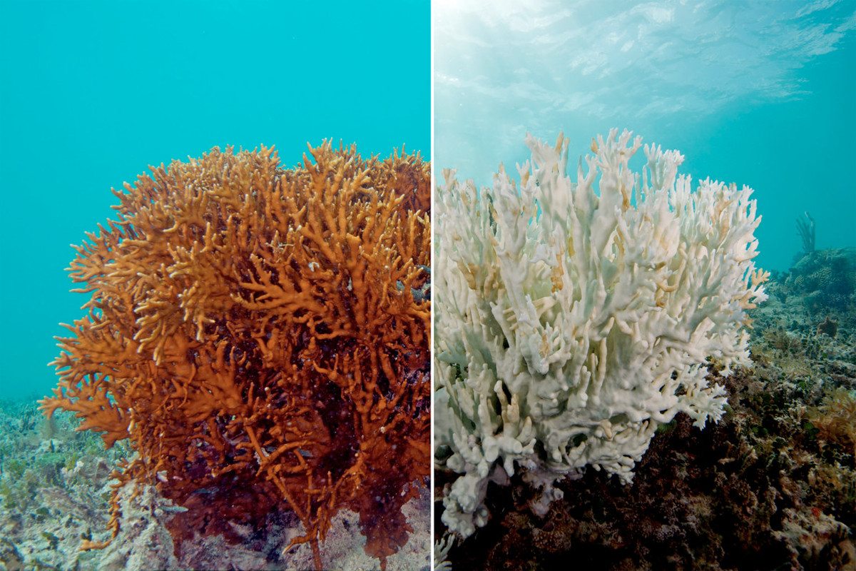 Resilient Corals Provide a Glimmer of Hope to the Great Barrier Reef