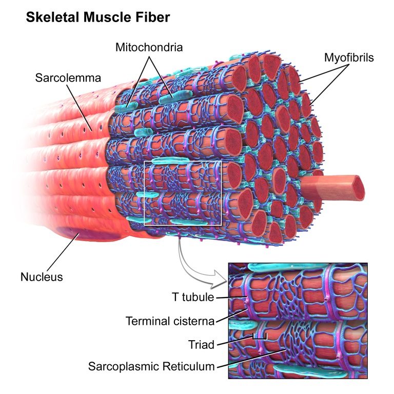 Researchers found The Protein that “Rules” our Hearts: Titin