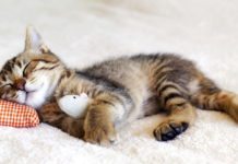 Feeling Spaced Out After Being Deprived of Sleep? Here’s Why Feeling Spaced Out After Being Deprived of Sleep? Here’s Why