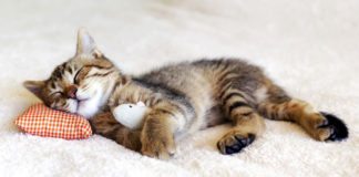Feeling Spaced Out After Being Deprived of Sleep? Here’s Why