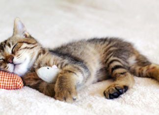 Feeling Spaced Out After Being Deprived of Sleep? Here’s Why