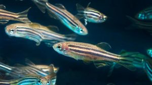 Brain’s Alertness Attributable to Ancestral Circuitry