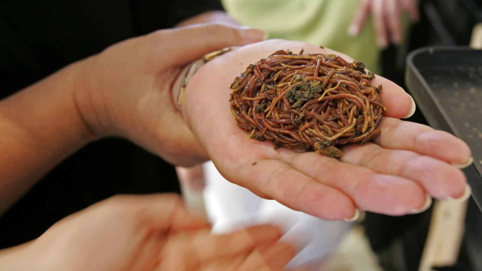 Earthworms Found Thriving, Proliferating In Martian Soil