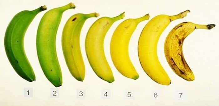 Chemical Responsible for Ripening also dictates Plant’s Circadian Rhythm