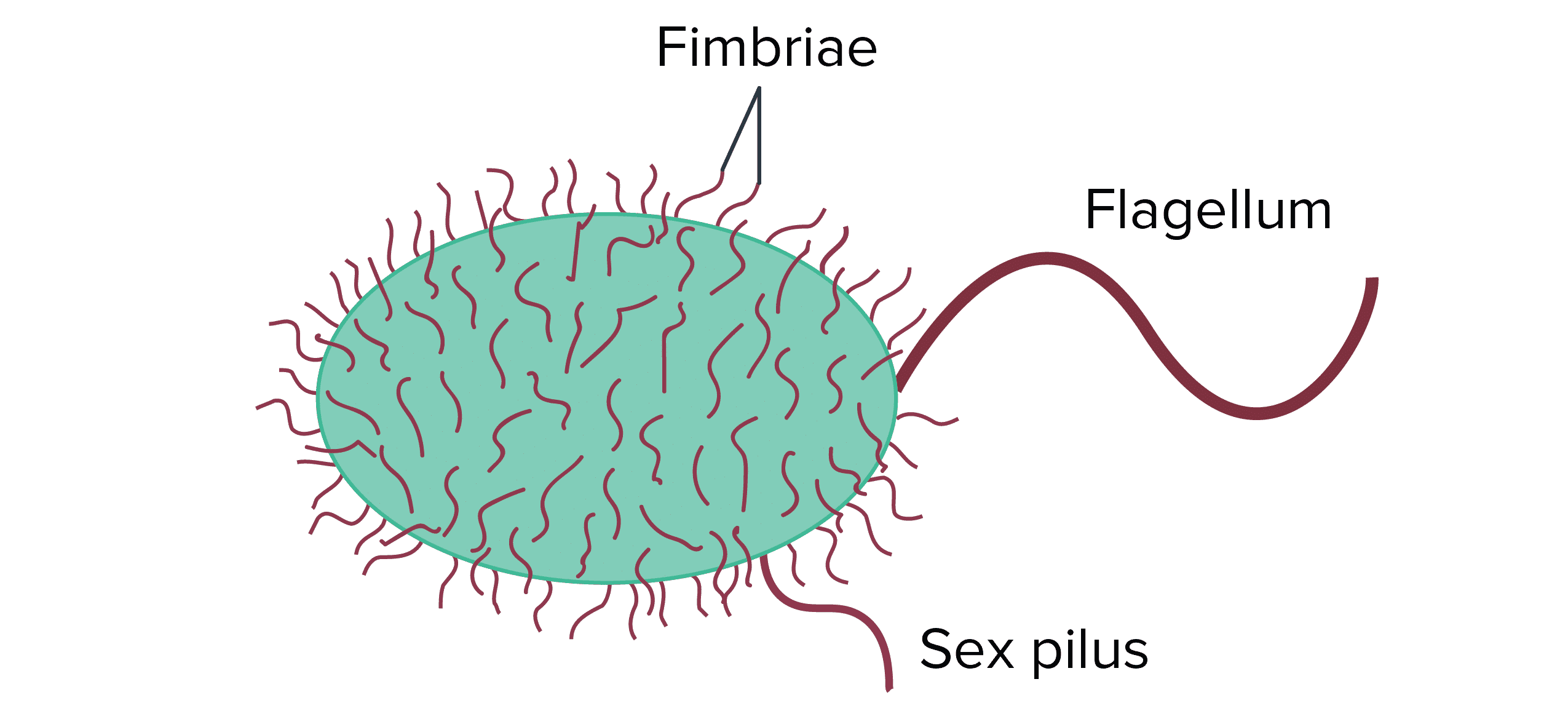Bacteria Have A Sense Of Touch Too!