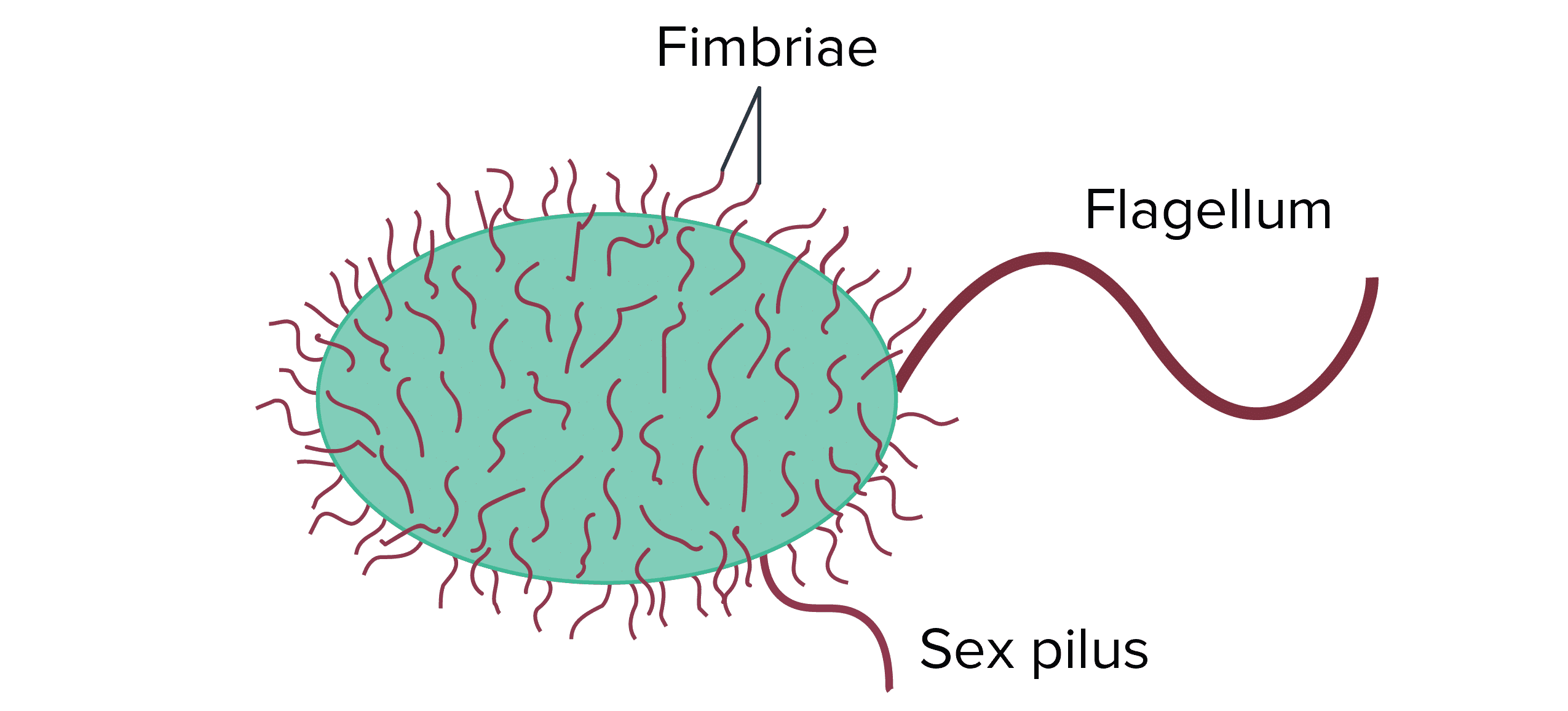 Do Bacteria Have Sex 55