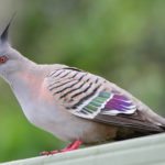 Crested Pigeons Use Whistling Feathers for Danger Tip-off Crested Pigeons Use Whistling Feathers for Danger Tip-off