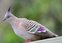 Crested Pigeons Use Whistling Feathers for Danger Tip-off Crested Pigeons Use Whistling Feathers for Danger Tip-off
