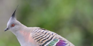 Crested Pigeons Use Whistling Feathers for Danger Tip-off