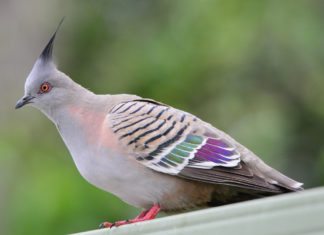 Crested Pigeons Use Whistling Feathers for Danger Tip-off