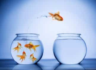 Celgene’s Michael Pehl Appointed as New CEO of Immunomedics