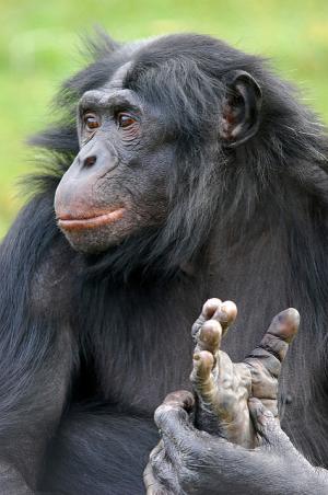 Wild Bonobos Home to New Malaria Species- Latest News