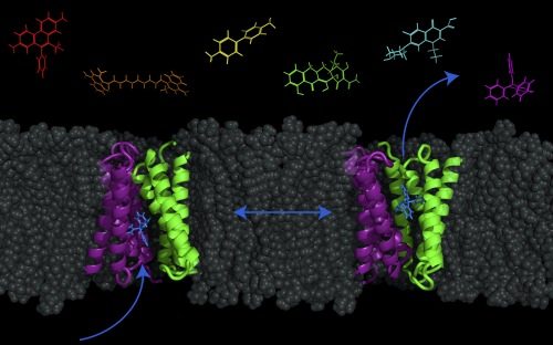 Transporter Protein Could Help Pump (Out) Bacteria with Antibiotics