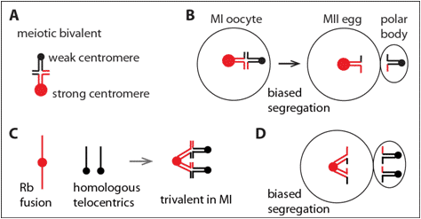 Chromosomes “Cheat” Their Way into the Egg Cell Gamete Formation