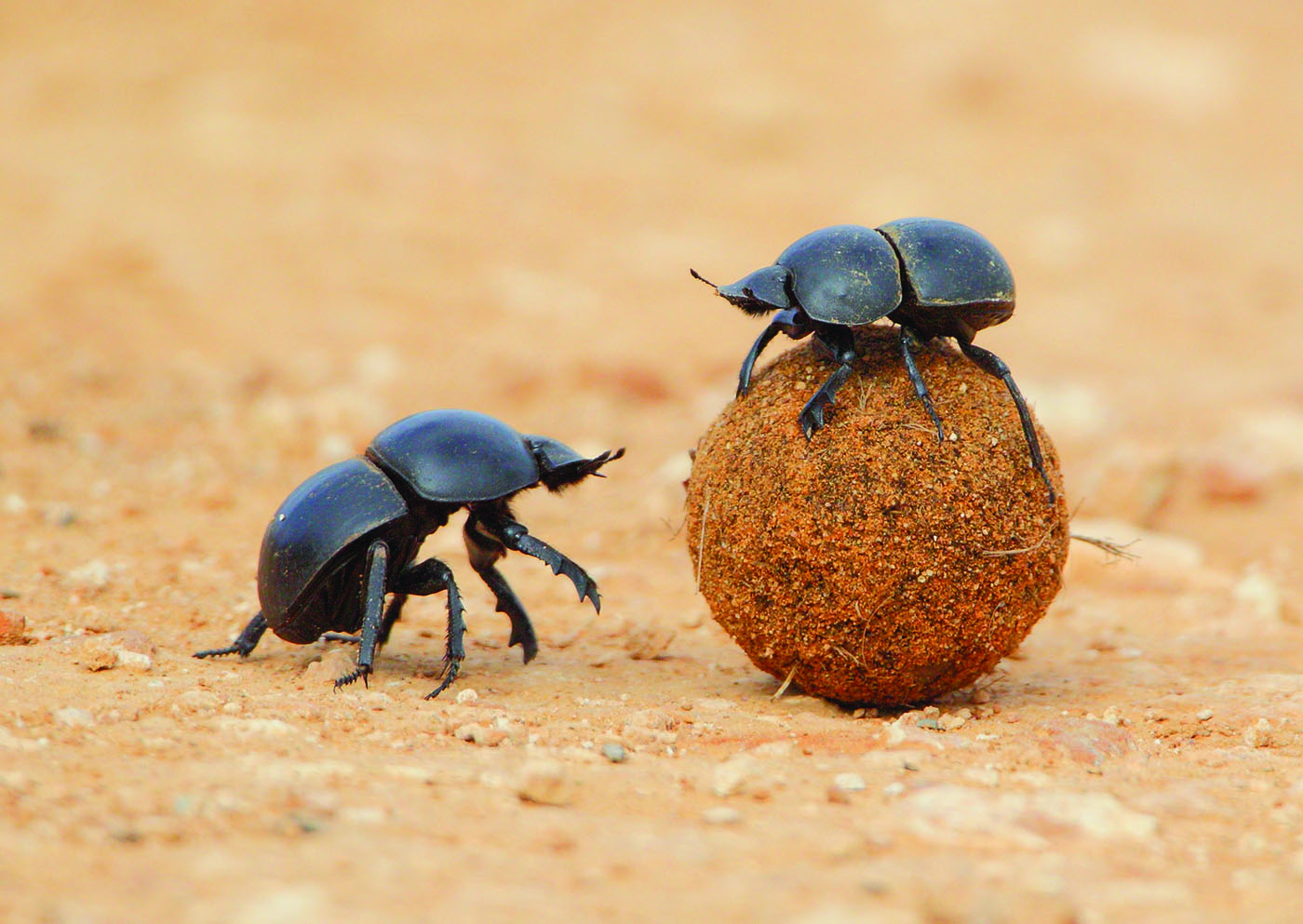 Genetic Researchers Birth “Cyclops” Beetle