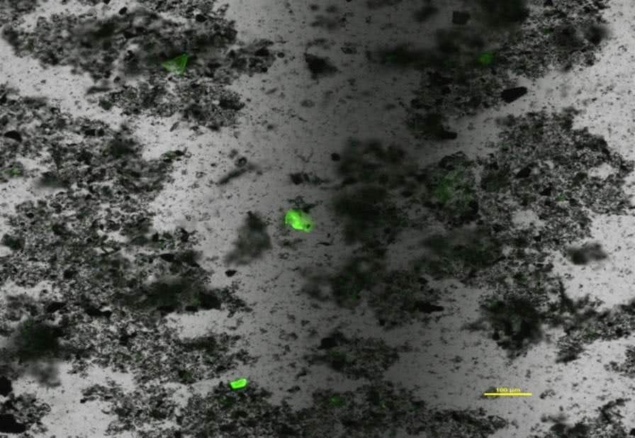 Novel Technique to Rid Us of all the Invisible Plastic in Our Oceans