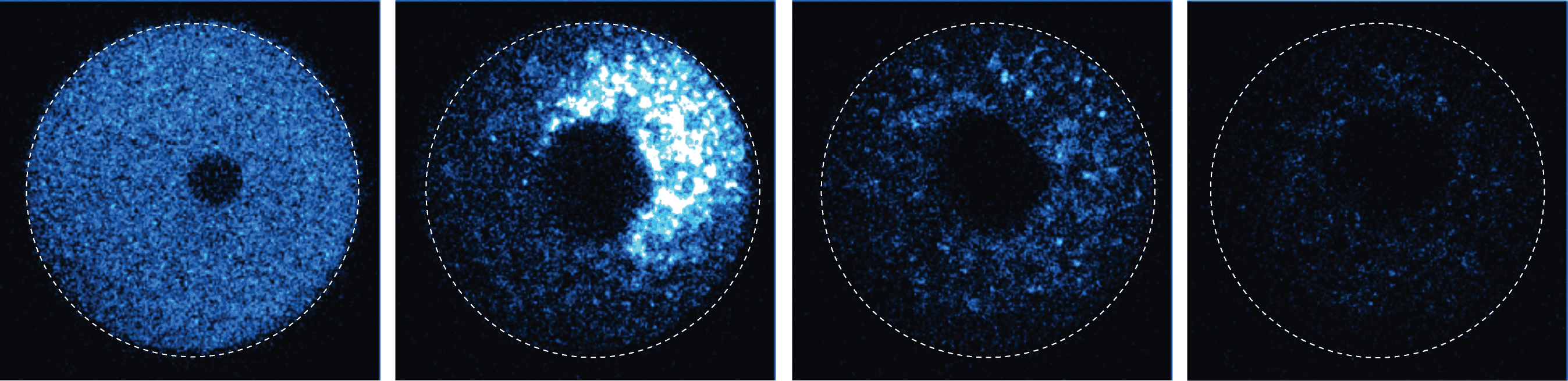 Scientists “Trim-Away” Proteins to Analyse Its True Function