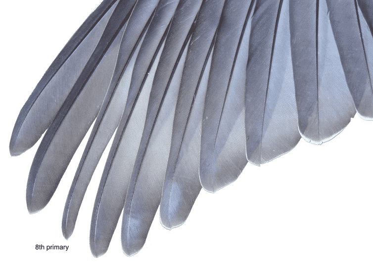 Crested Pigeons Use Whistling Feathers for Danger Tip-off