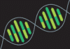 Scientists Design CRISPR/Cas9-edited, Self-Destructible Transgenic Mosquitoes Biotech & Biochemistry Project Post