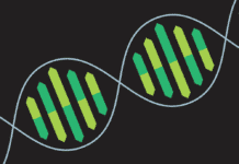 Scientists Design CRISPR/Cas9-edited, Self-Destructible Transgenic Mosquitoes Biotech & Biochemistry Project Post