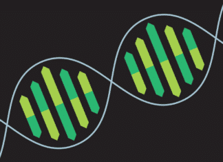 Scientists Design CRISPR/Cas9-edited, Self-Destructible Transgenic Mosquitoes Biotech & Biochemistry Project Post