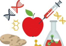 GM Sugar Beet Heads For EU Renewal GM Sugar Beet Heads For EU Renewal- Latest News