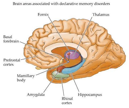 Bone-Derived Hormone Plays Key Role in Memory Maintenance, Study Says
