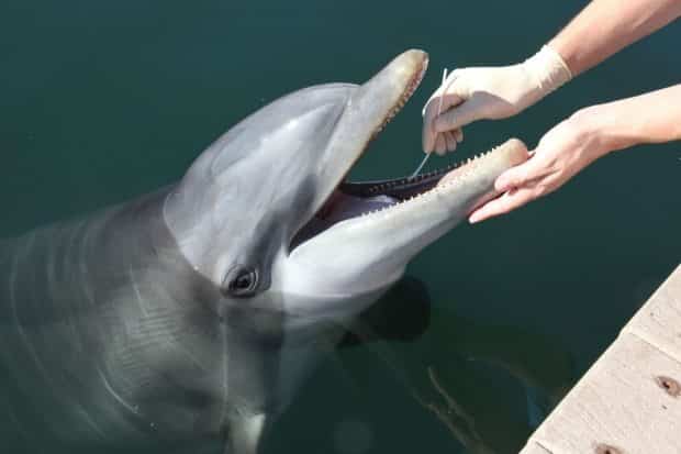 Dolphin Mouth Swabs Lift the Lid on Bacterial “Dark Matter” Present