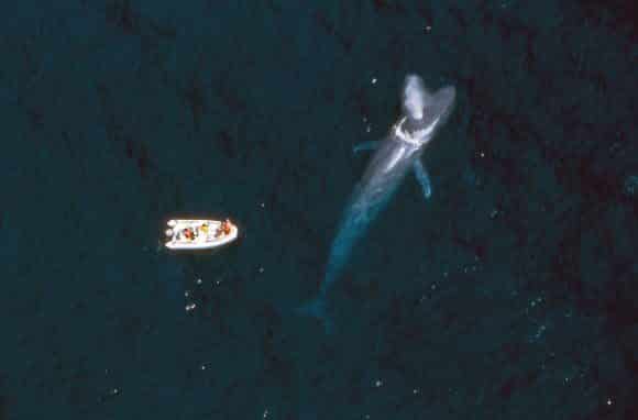 Predominantly Right-Handed, Blue Whales Act like Lefties While Diving for Food
