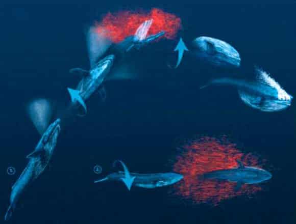 Predominantly Right-Handed, Blue Whales Act like Lefties While Diving for Food