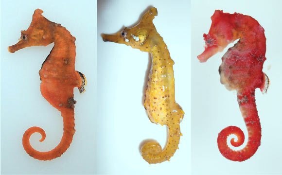 Hippocampus haema, a New Species of Seahorse