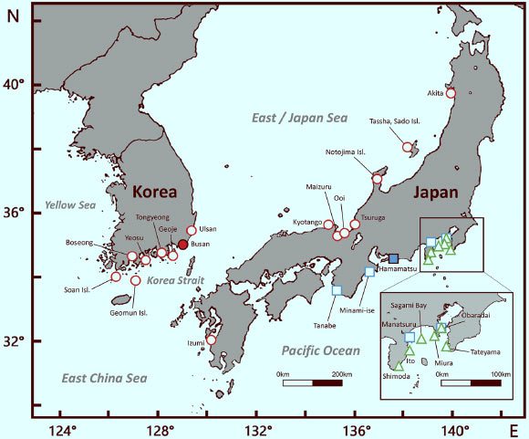 Hippocampus haema, a New Species of Seahorse