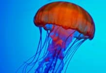 Jellyfish-Inspired Robotic Skin Senses Pain, Expresses It by Glowing