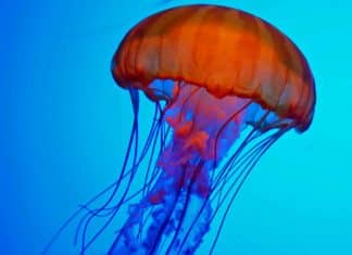 Jellyfish-Inspired Robotic Skin Senses Pain, Expresses It by Glowing