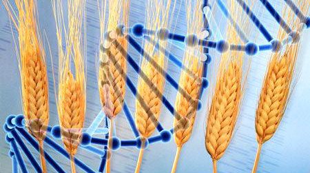What’s in Your Wheat? Scientists Piece Together the Wheat Genome Puzzle